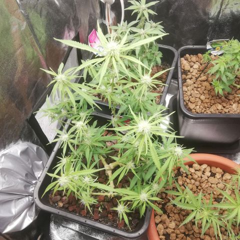 Varietà sconosciuta growlog timeline photo