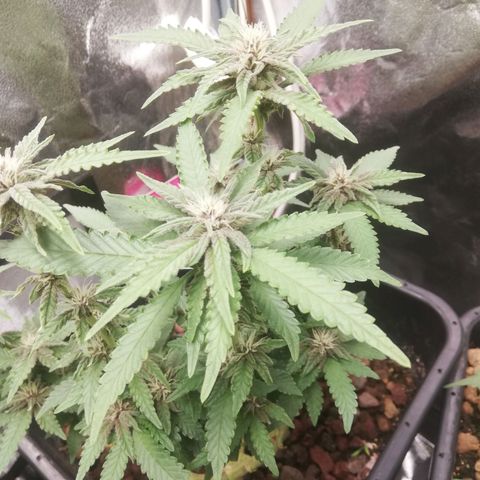 Varietà sconosciuta growlog timeline photo