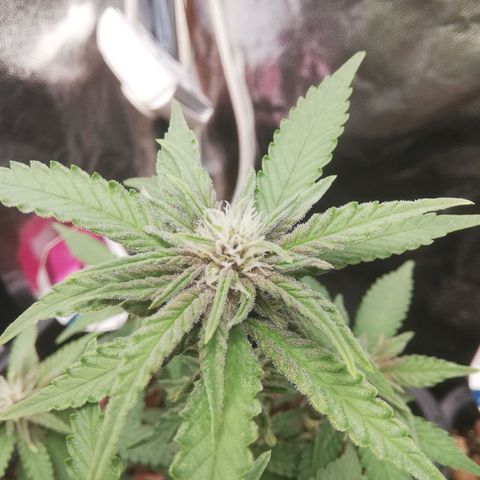 Varietà sconosciuta growlog timeline photo