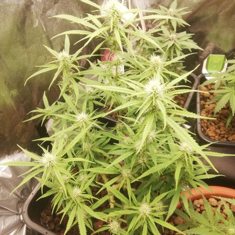 Varietà sconosciuta growlog timeline photo