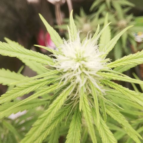 Varietà sconosciuta growlog timeline photo