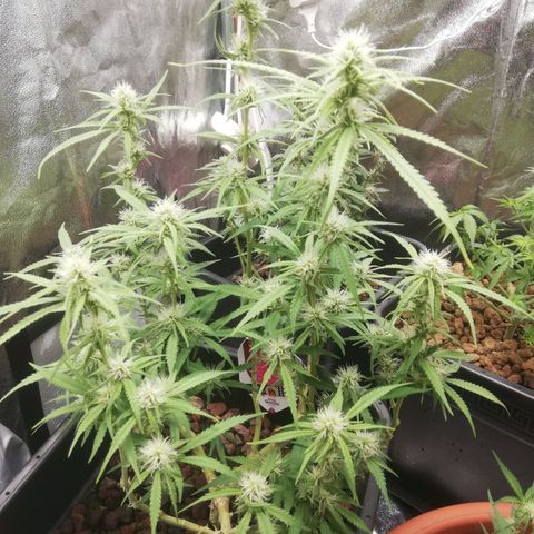Varietà sconosciuta growlog timeline photo