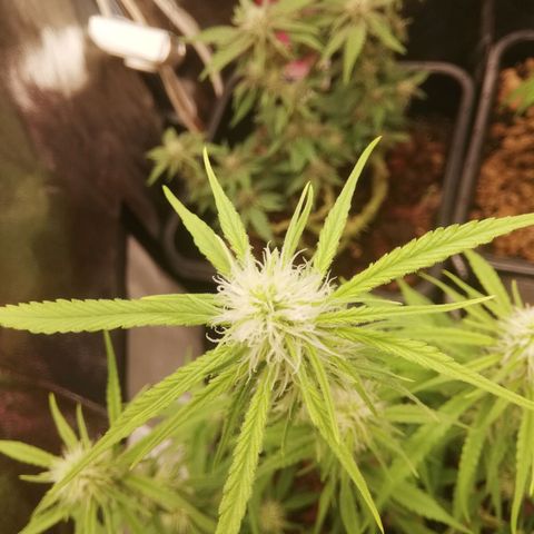 Varietà sconosciuta growlog timeline photo
