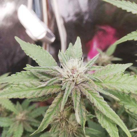 Varietà sconosciuta growlog timeline photo