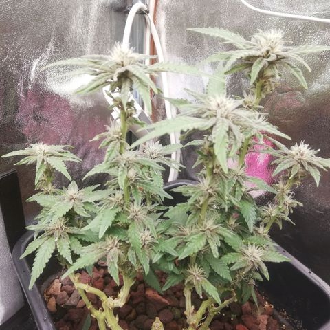 Varietà sconosciuta growlog timeline photo