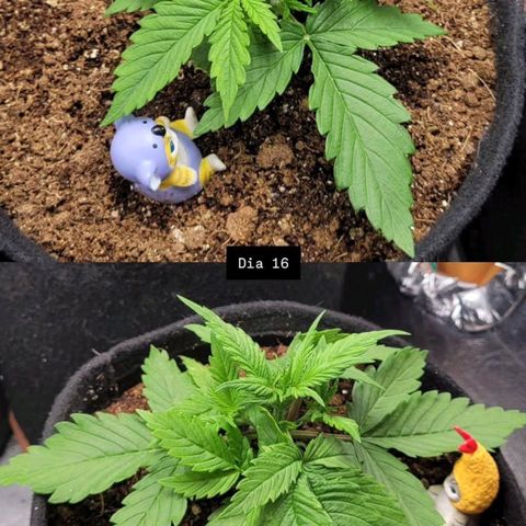 DARK PURPLE AUTO ▪︎ dentista [ P¹ e P² ] 🦷🌱 growlog timeline photo