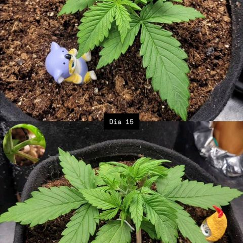 DARK PURPLE AUTO ▪︎ dentista [ P¹ e P² ] 🦷🌱 growlog timeline photo