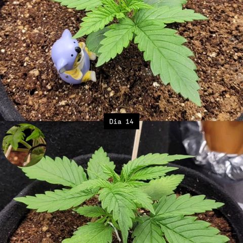 DARK PURPLE AUTO ▪︎ dentista [ P¹ e P² ] 🦷🌱 growlog timeline photo