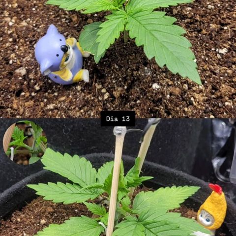 DARK PURPLE AUTO ▪︎ dentista [ P¹ e P² ] 🦷🌱 growlog timeline photo