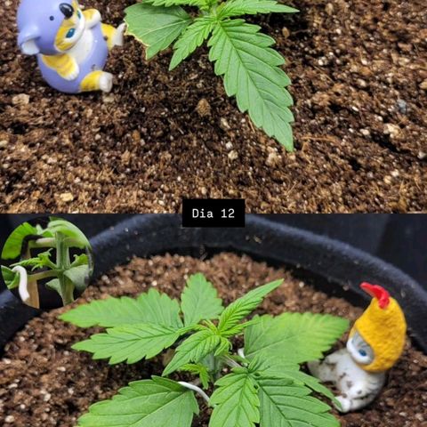 DARK PURPLE AUTO ▪︎ dentista [ P¹ e P² ] 🦷🌱 growlog timeline photo