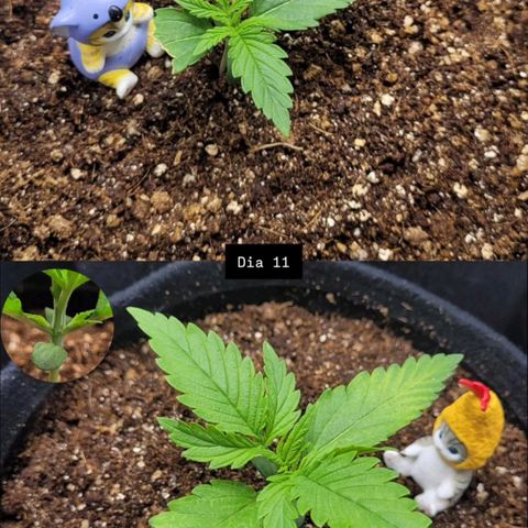 DARK PURPLE AUTO ▪︎ dentista [ P¹ e P² ] 🦷🌱 growlog timeline photo