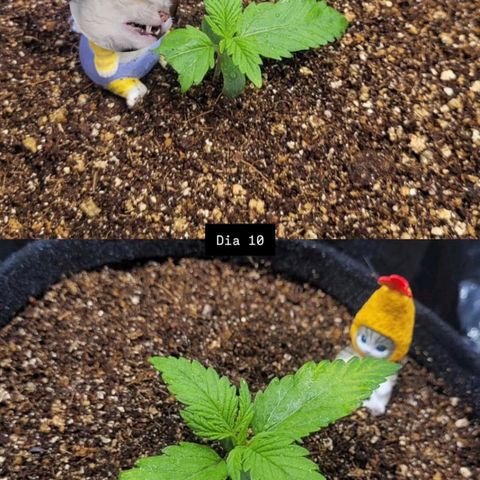 DARK PURPLE AUTO ▪︎ dentista [ P¹ e P² ] 🦷🌱 growlog timeline photo