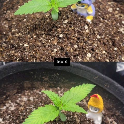 DARK PURPLE AUTO ▪︎ dentista [ P¹ e P² ] 🦷🌱 growlog timeline photo
