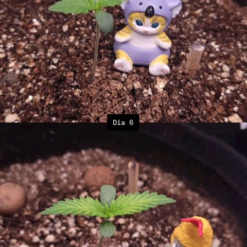 DARK PURPLE AUTO ▪︎ dentista [ P¹ e P² ] 🦷🌱 growlog timeline photo