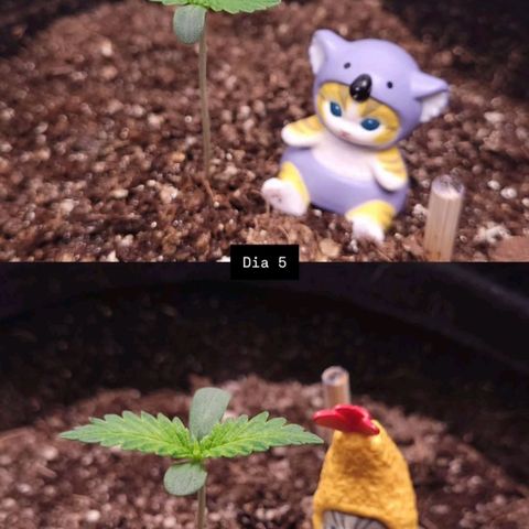 DARK PURPLE AUTO ▪︎ dentista [ P¹ e P² ] 🦷🌱 growlog timeline photo