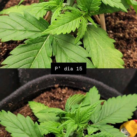 DARK PURPLE AUTO ▪︎ dentista [ P¹ e P² ] 🦷🌱 growlog timeline photo