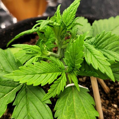 DARK PURPLE AUTO ▪︎ dentista [ P¹ e P² ] 🦷🌱 growlog timeline photo