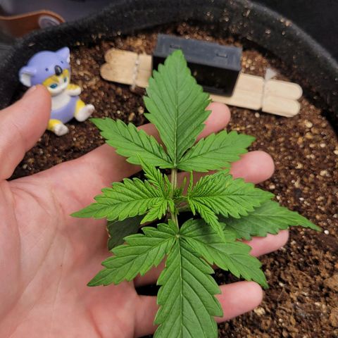 DARK PURPLE AUTO ▪︎ dentista [ P¹ e P² ] 🦷🌱 growlog timeline photo