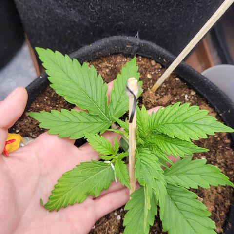 DARK PURPLE AUTO ▪︎ dentista [ P¹ e P² ] 🦷🌱 growlog timeline photo