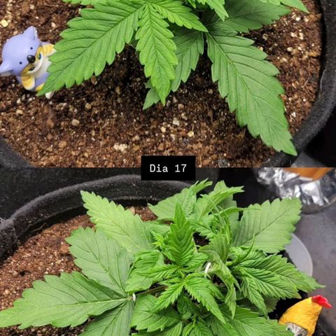 DARK PURPLE AUTO ▪︎ dentista [ P¹ e P² ] 🦷🌱 growlog timeline photo