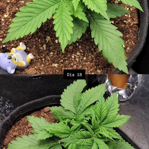 DARK PURPLE AUTO ▪︎ dentista [ P¹ e P² ] 🦷🌱 growlog timeline photo