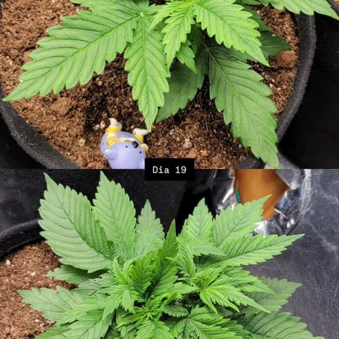 DARK PURPLE AUTO ▪︎ dentista [ P¹ e P² ] 🦷🌱 growlog timeline photo