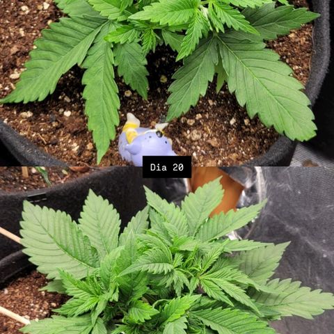 DARK PURPLE AUTO ▪︎ dentista [ P¹ e P² ] 🦷🌱 growlog timeline photo