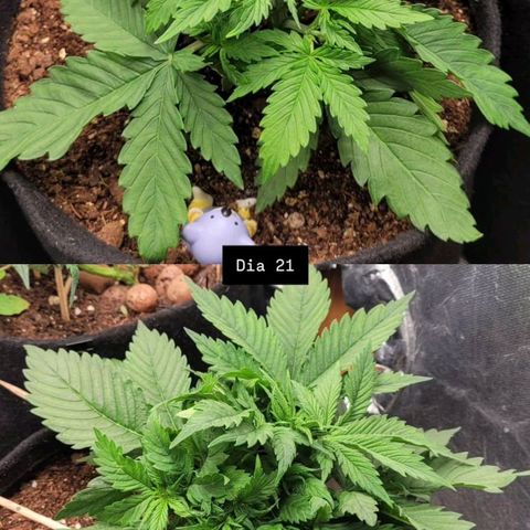 DARK PURPLE AUTO ▪︎ dentista [ P¹ e P² ] 🦷🌱 growlog timeline photo