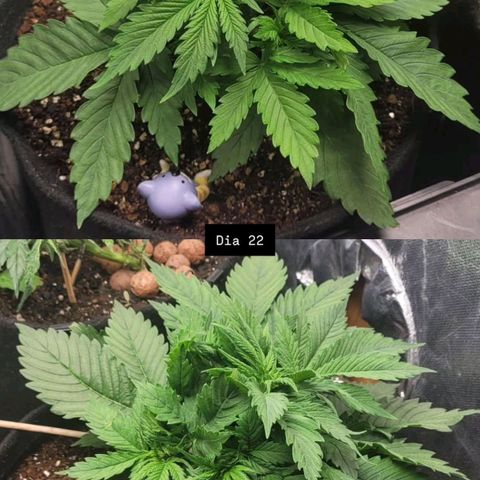 DARK PURPLE AUTO ▪︎ dentista [ P¹ e P² ] 🦷🌱 growlog timeline photo