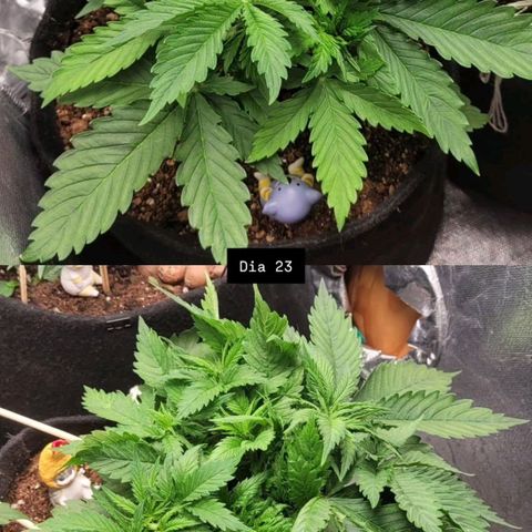 DARK PURPLE AUTO ▪︎ dentista [ P¹ e P² ] 🦷🌱 growlog timeline photo