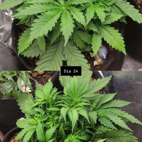DARK PURPLE AUTO ▪︎ dentista [ P¹ e P² ] 🦷🌱 growlog timeline photo