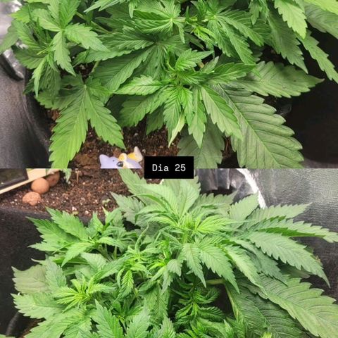 DARK PURPLE AUTO ▪︎ dentista [ P¹ e P² ] 🦷🌱 growlog timeline photo