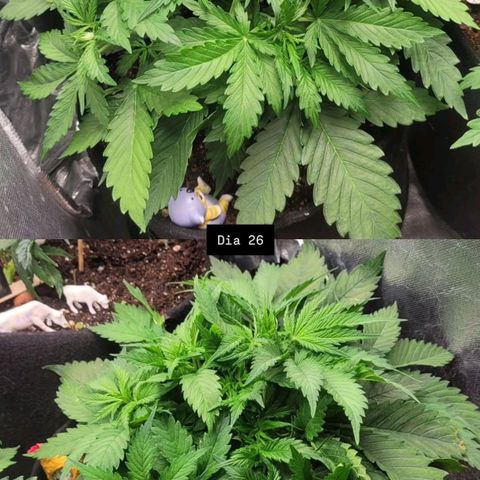 DARK PURPLE AUTO ▪︎ dentista [ P¹ e P² ] 🦷🌱 growlog timeline photo