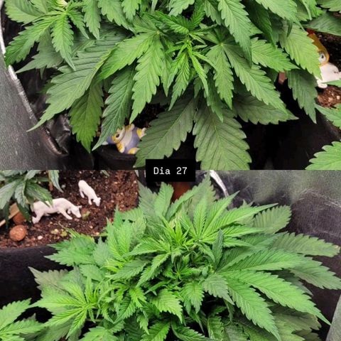 DARK PURPLE AUTO ▪︎ dentista [ P¹ e P² ] 🦷🌱 growlog timeline photo