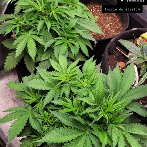 DARK PURPLE AUTO ▪︎ dentista [ P¹ e P² ] 🦷🌱 growlog timeline photo