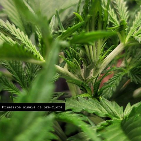 DARK PURPLE AUTO ▪︎ dentista [ P¹ e P² ] 🦷🌱 growlog timeline photo