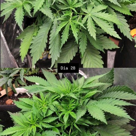 DARK PURPLE AUTO ▪︎ dentista [ P¹ e P² ] 🦷🌱 growlog timeline photo