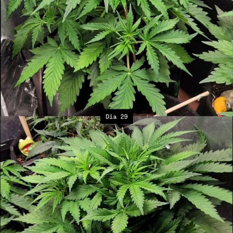 DARK PURPLE AUTO ▪︎ dentista [ P¹ e P² ] 🦷🌱 growlog timeline photo