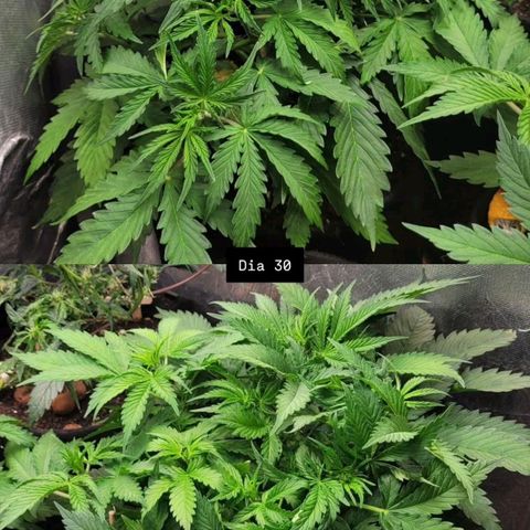 DARK PURPLE AUTO ▪︎ dentista [ P¹ e P² ] 🦷🌱 growlog timeline photo