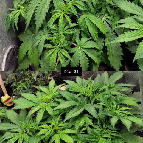 DARK PURPLE AUTO ▪︎ dentista [ P¹ e P² ] 🦷🌱 growlog timeline photo