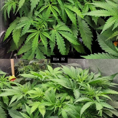 DARK PURPLE AUTO ▪︎ dentista [ P¹ e P² ] 🦷🌱 growlog timeline photo