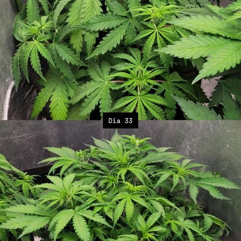 DARK PURPLE AUTO ▪︎ dentista [ P¹ e P² ] 🦷🌱 growlog timeline photo