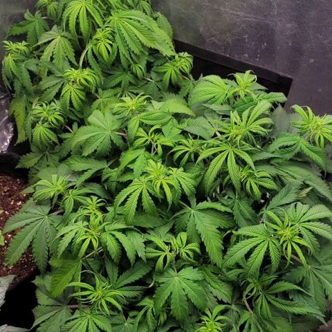 DARK PURPLE AUTO ▪︎ dentista [ P¹ e P² ] 🦷🌱 growlog timeline photo