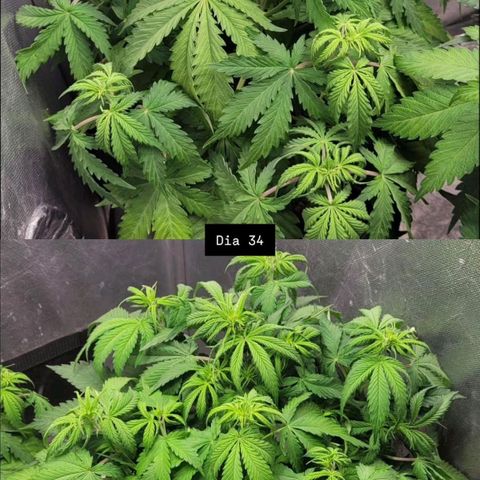 DARK PURPLE AUTO ▪︎ dentista [ P¹ e P² ] 🦷🌱 growlog timeline photo