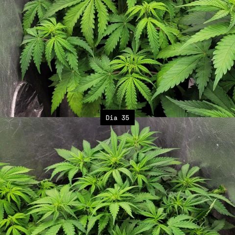 DARK PURPLE AUTO ▪︎ dentista [ P¹ e P² ] 🦷🌱 growlog timeline photo