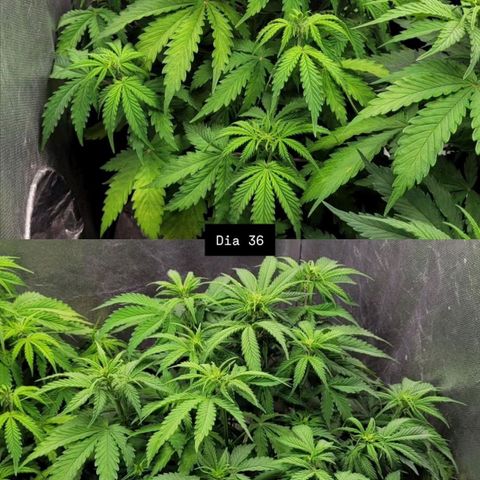 DARK PURPLE AUTO ▪︎ dentista [ P¹ e P² ] 🦷🌱 growlog timeline photo