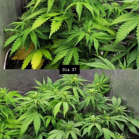 DARK PURPLE AUTO ▪︎ dentista [ P¹ e P² ] 🦷🌱 growlog timeline photo