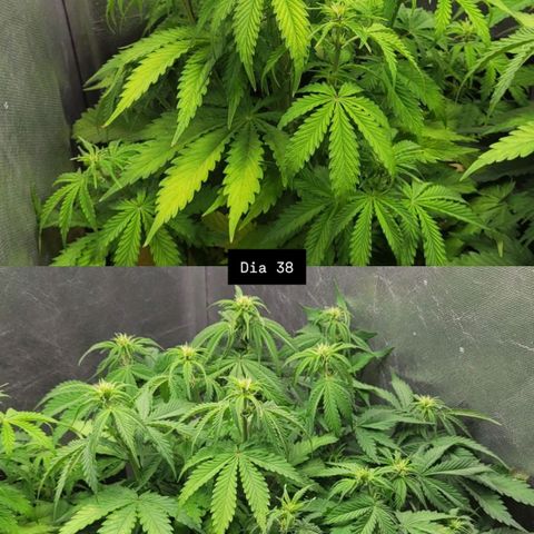 DARK PURPLE AUTO ▪︎ dentista [ P¹ e P² ] 🦷🌱 growlog timeline photo