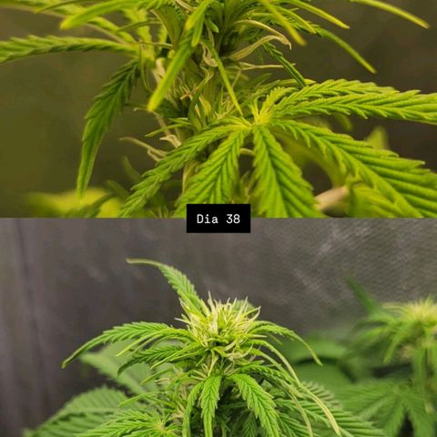 DARK PURPLE AUTO ▪︎ dentista [ P¹ e P² ] 🦷🌱 growlog timeline photo