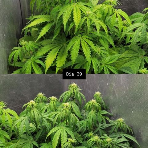 DARK PURPLE AUTO ▪︎ dentista [ P¹ e P² ] 🦷🌱 growlog timeline photo